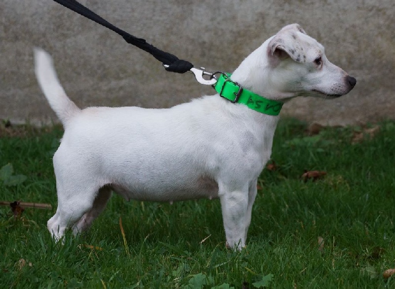 Les Jack Russell Terrier de l'affixe du clos de l'épte