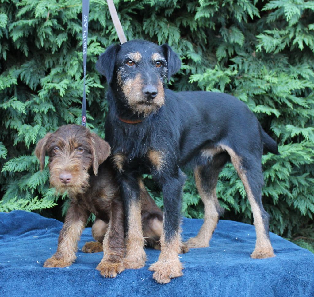 Les Terrier de chasse allemand de l'affixe du clos de l'épte