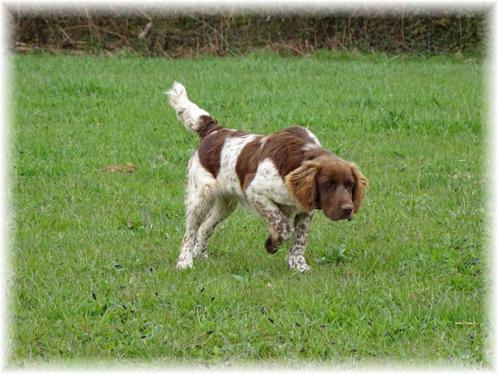Lotty du clos de l'épte
